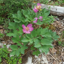 clichés JMD 25 avril 20 pivoines