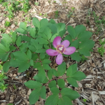 Cliches JMD 25/04/20 20200425_101139